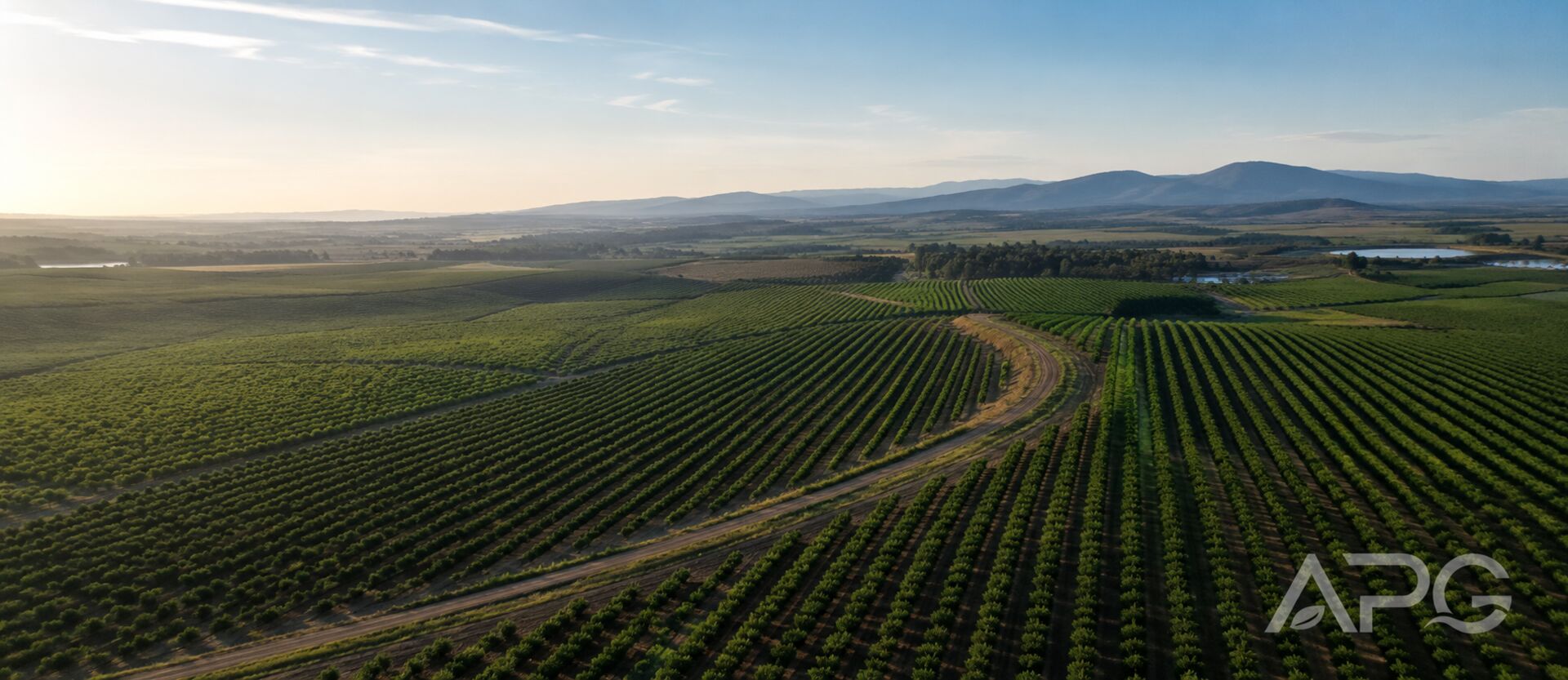 Vista aérea de fincas y plantaciones de cultivo leñoso al atardecer en el valle del Guadiana