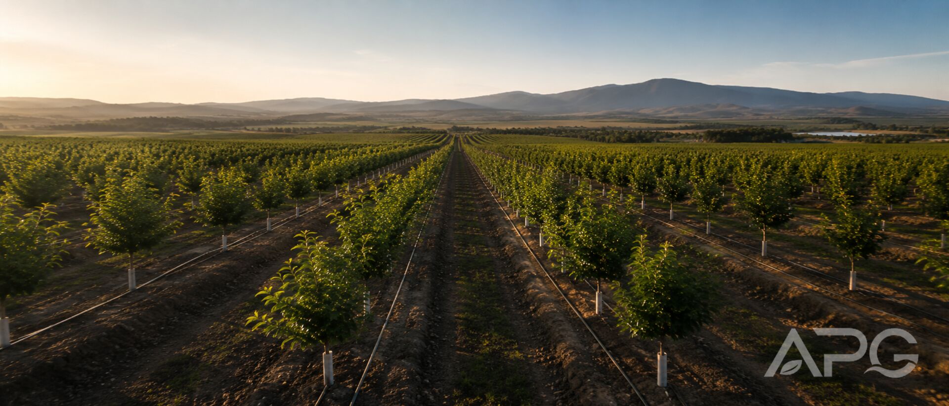 Plantación joven de cultivo leñoso en hileras rectas